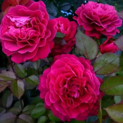 Роза БЕЛЬВЬЮ чайно-гибридная в Самохваловичи