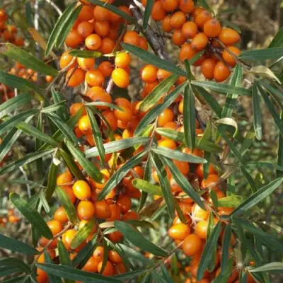 Облепиха РОСИНКА в Самохваловичи