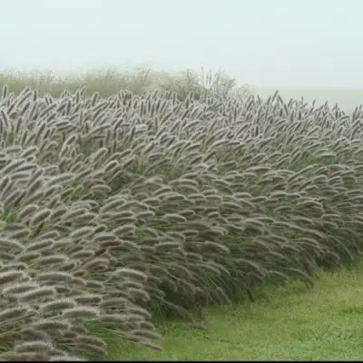 Пеннисетум ЛЕДИ Ю в Самохваловичи