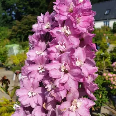 Дельфиниум АСТОЛАТ тихоокеанский в Самохваловичи