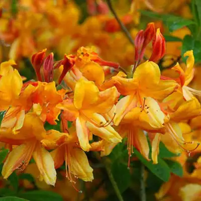 Азалия ОРАНЖ ХИТ листопадная в Самохваловичи