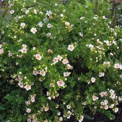 Лапчатка ПИНК КВИН кустарниковая в Самохваловичи