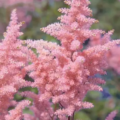 Астильба ГЛИТТЕР ЭНД ГЛАМУР китайская в Самохваловичи