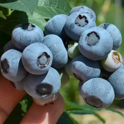 Голубика НЕЛЬСОН в Самохваловичи