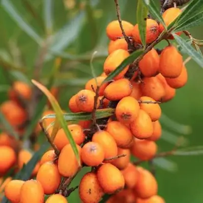 Облепиха АЛТАЙСКАЯ в Самохваловичи