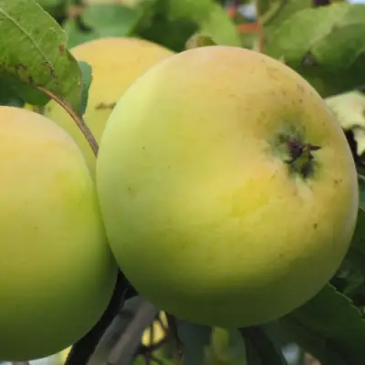 Яблоня РОССИЯНКА в Самохваловичи