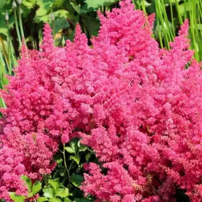 Астильба САННИ ДЕЙ гибридная в Самохваловичи