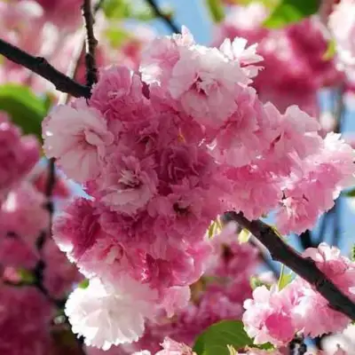 Сакура ПИНК ПЕРФЕКШН в Самохваловичи