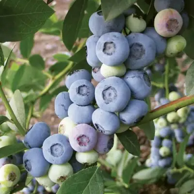 Голубика ЛИБЕРТИ в Самохваловичи