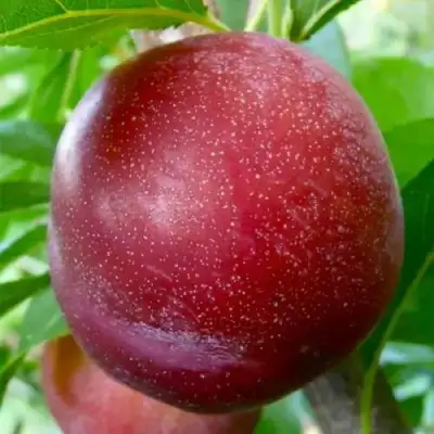 Слива БЕРБАНК ГИГАНТ в Самохваловичи