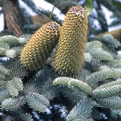 Пихта благородная в Самохваловичи