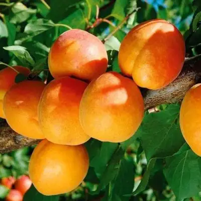 Абрикос СПАДЧЫНА в Самохваловичи