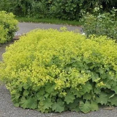 Манжетка ТРИЛЛЕР мягкая в Самохваловичи