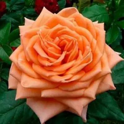 Роза ЭЛЬДОРАДО чайно-гибридная в Самохваловичи