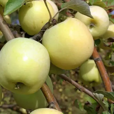 Яблоня АНТОНОВКА ОБЫКНОВЕННАЯ в Самохваловичи