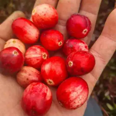 Клюква СТАНКОВИЧ в Самохваловичи