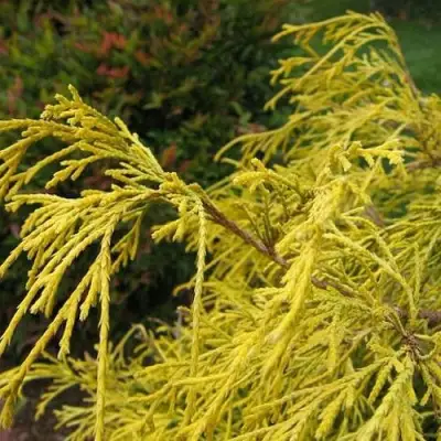 Кипарисовик ВАВЕЛ горохоплодный в Самохваловичи