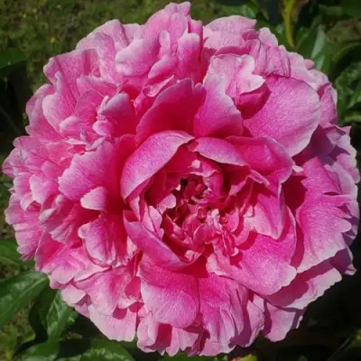 Пион ЗЕ ФОН травянистый в Самохваловичи