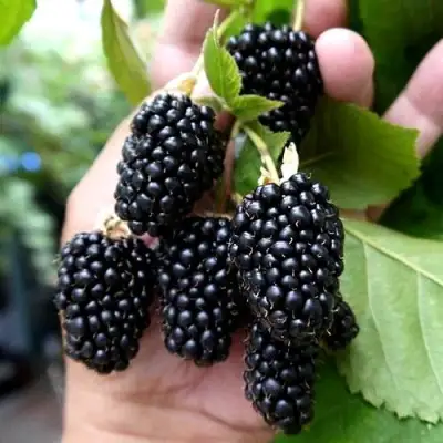 Ежевика ПРАЙМ АРК 45 ремонтантная   в Самохваловичи