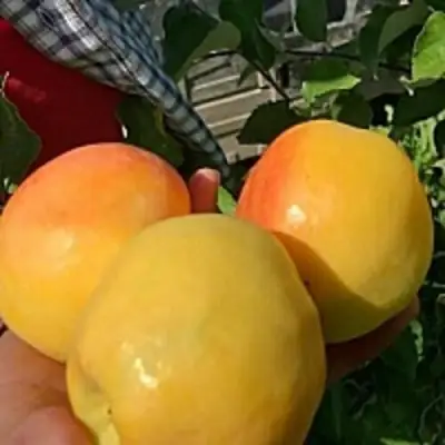 Яблоня АНТОНОВКА ЗОЛОТАЯ в Самохваловичи