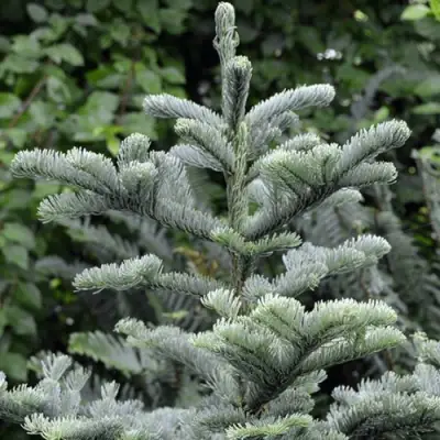 Пихта благородная в Самохваловичи