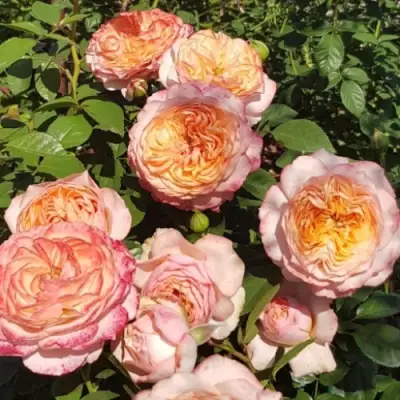 Роза СУРИР ДЕ ХАВР чайно-гибридная в Самохваловичи