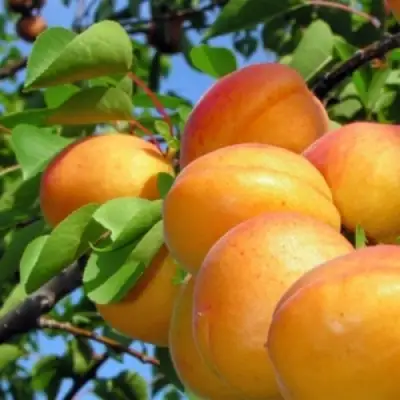 Абрикос ЭДЕЛЬВЕЙС в Самохваловичи