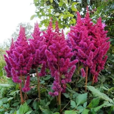 Астильба ВИЖНС китайская в Самохваловичи