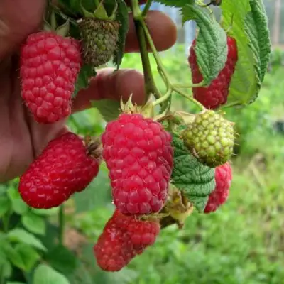 Малина ЛЯЧКА (ЛАШКА, ЛЯШКА) в Самохваловичи