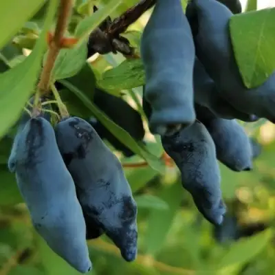 Жимолость съедобная СИЛЬГИНКА в Самохваловичи