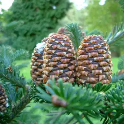 Пихта ФРАЗЕРА в Самохваловичи