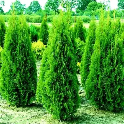 Туя ВИДМАНТ западная в Самохваловичи