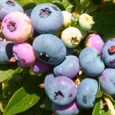 Голубика ЭЛИЗАБЕТ в Самохваловичи