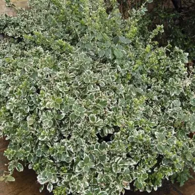 Бересклет ЭМЕРАЛЬД ГАИТИ форчуна  в Самохваловичи