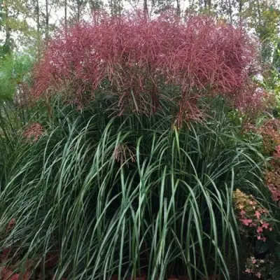 Мискантус МАЛЕПАРТУС китайский  в Самохваловичи