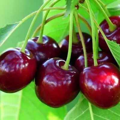 Вишня ВЯНОК в Самохваловичи