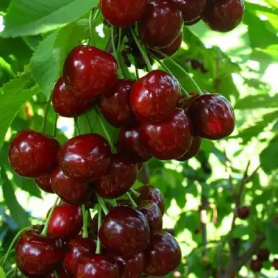 Вишня ВОСТОРГ колонновидная в Самохваловичи