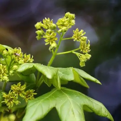 Клен полевой в Самохваловичи