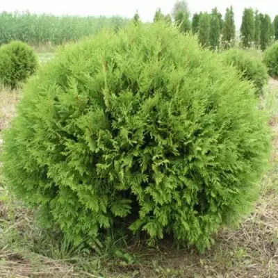 Туя ГЛОБОЗА западная в Самохваловичи