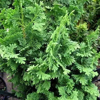 Туя ЗМАТЛИК западная в Самохваловичи