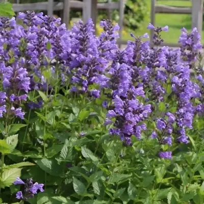 Котовник БЛЮ ДРИМС полусидячий в Самохваловичи