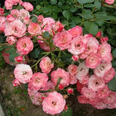 Роза ПАТ ДЕ ВЕЛЮР шраб в Самохваловичи