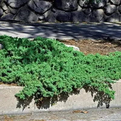 Можжевельник НАНА лежачий в Самохваловичи