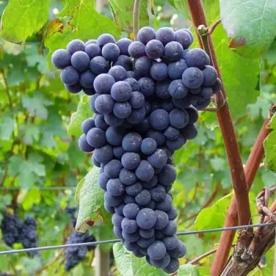 Виноград МУКУЗАНИ в Самохваловичи