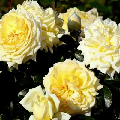 Роза НАДЯ МЕЙДИЛАНД почвопокровная в Самохваловичи