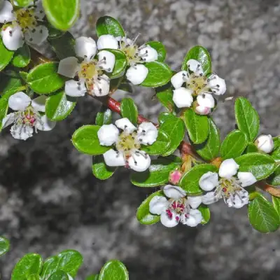 Кизильник ТАНГСТЕДТ горизонтальный  в Самохваловичи