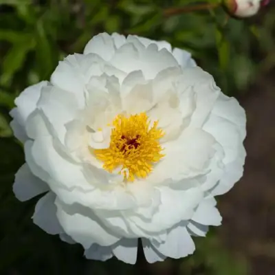 Пион МИСС АМЕРИКА травянистый в Самохваловичи