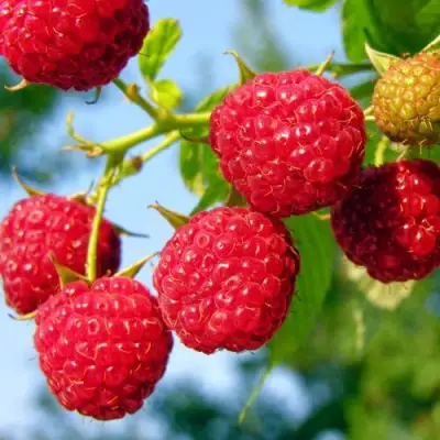 Малина МЕТЕОР в Самохваловичи