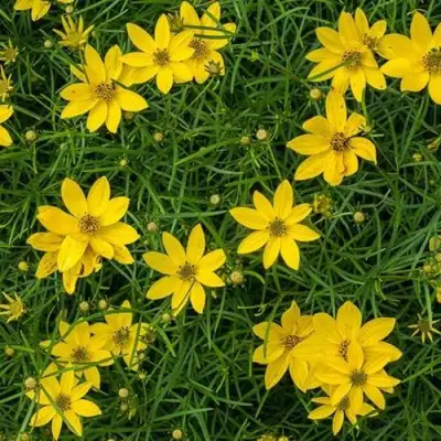 Кореопсис мутовчатый в Самохваловичи