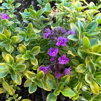 Тимьян АРЧЕРЗ ГОЛД в Самохваловичи